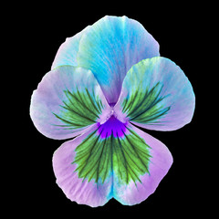 flower multicolor viola isolated on black background. Close-up. Nature.