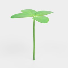 Realistic 3D Render of Clover Plant