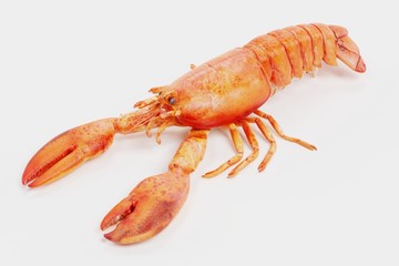Realistic 3D Render of Cooked Lobster