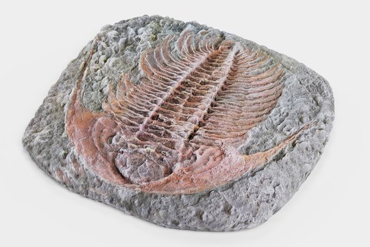 Realistic 3D Render of Trilobite Fossil