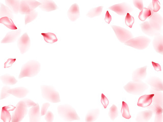 Pink sakura flower flying petals isolated on white vector background.