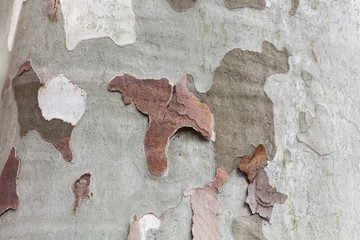 Bark of a London plane (Platanus x acerifolia)