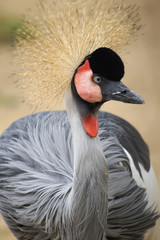 Crowned crane