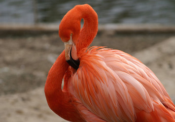 Pink flamingo