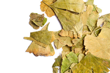 Dried Ginkgo biloba leaves isolated on white