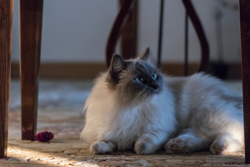 Gatto