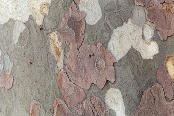 Bark of a London plane (Platanus x acerifolia)