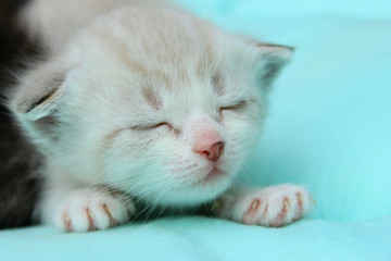 Cute Little Kitten Over Blue Background.  Sleeping Kitten. Animals, Pets Concept.
