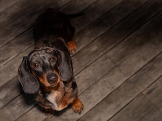 dachshund or teckel looking up