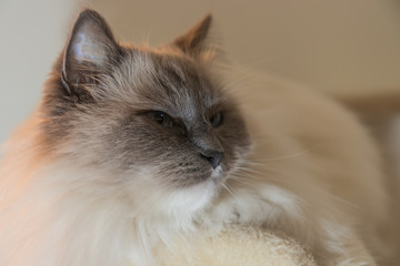Gatto