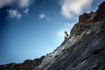 Goat on hill