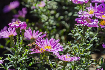 Lilac bush flowers and a flying bee near.