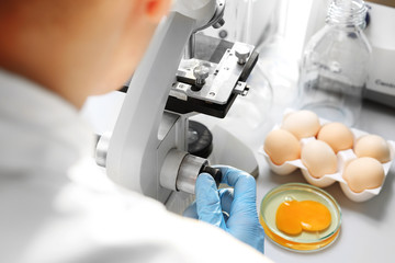 Badania laboratoryjne. Badanie jakości jaj w laboratorium . - obrazy, fototapety, plakaty