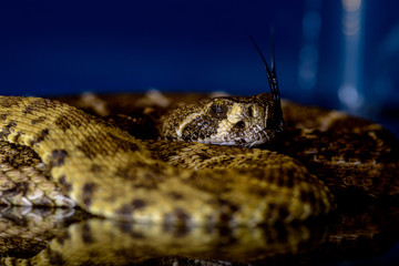 Western diamondback rattlesnake or Texas diamond-back (Crotalus atrox) Close-up Tongue Out