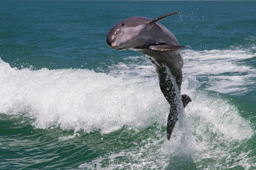 Dolphins Jump out the Water