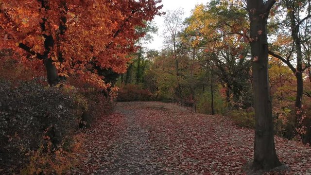 Autumn Fall Forest Path Drone 4k Footage Clip.