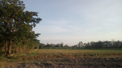 ืnature texture Leaves ground soil Dawn plant thai