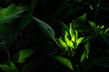 Green chillies