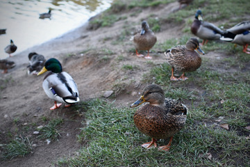 Ducks on shore of pond in natural habitat