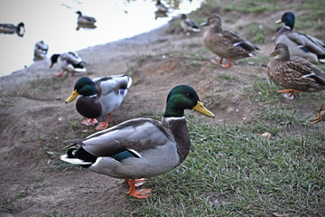 Ducks on shore of pond in natural habitat