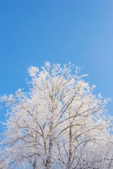 White tree against the sky