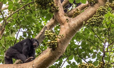 Chimpanzee in Fig tree