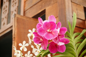 Pink orchid at home