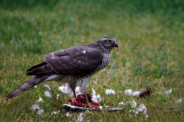 Wanderfalke im Rasen mit erlegter Beute