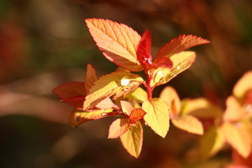 Spring. April. Young, fresh, bright, yellow with red spirea leaves.