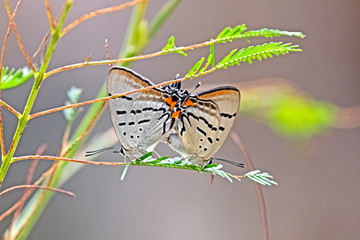  Mating Imperial Hairstreak butterfly Jalmenus evagoras