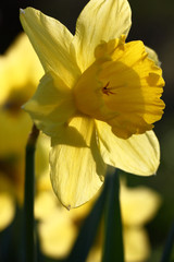 Very beautiful yellow narcissus literally shines under beams of the morning sun.