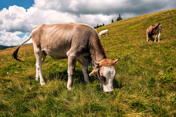 cows on the mountain pasture
