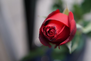 Focus on red rose and defocus with blur background