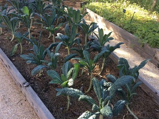 kale growing in garden