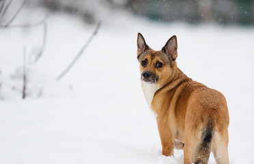 dog in the snow for a walk in winter