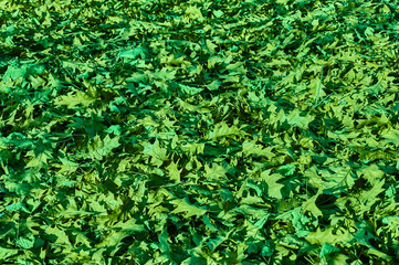 Original texture in the green filter. Red oak leaves on the ground after autumn foliage. Yellow, orange leaves in the rays of the daytime sun. Nature concept for design.