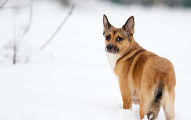 dog in the snow for a walk in winter