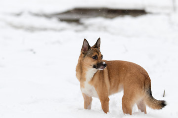 dog in the snow for a walk in winter