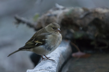 Passerotto
