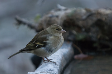 Passerotto