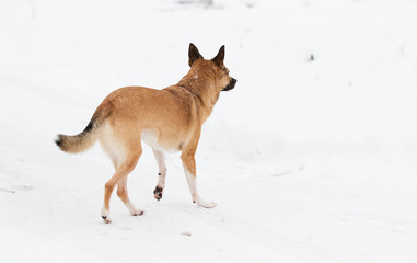 dog in the snow for a walk in winter