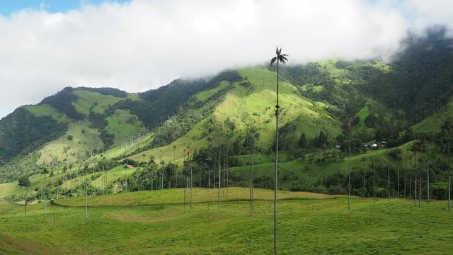 Wax Palms (Ceroxylon quindiuense), Cocora Valley, Salento, Quindio Department, Colombia