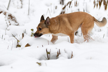 dog in the snow for a walk in winter