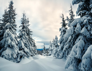 winter, forest and snow