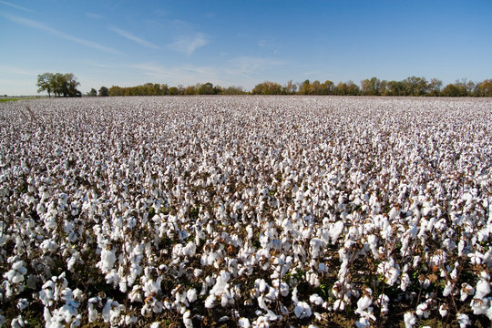 cotton fields Arkansas AR USA