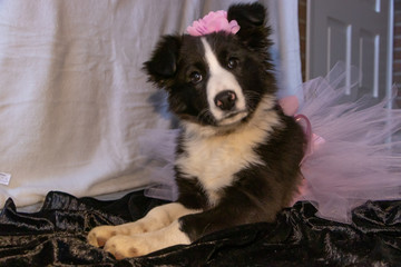 border collie dog with skirt on, prinsess
