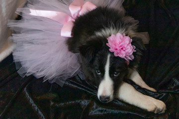 border collie dog with skirt on, prinsess