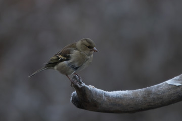 Passerotto