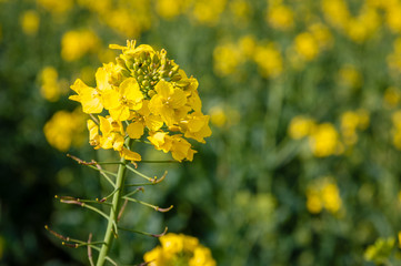 Champs de Colza au Printemps