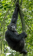 Chimpanzee